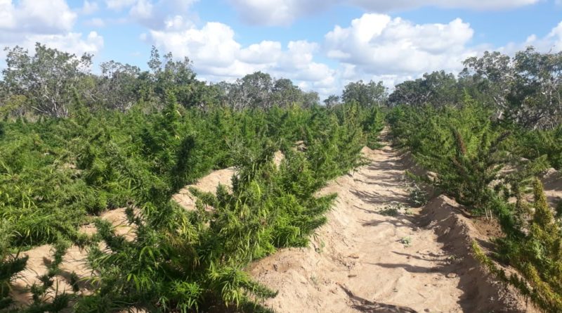 125 mil pés maconha