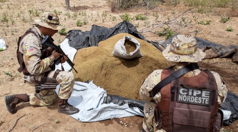 plantio de maconha em monte santo