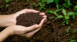 recuperação de solo de plantação