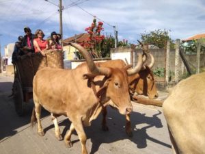 festa do carro de boi