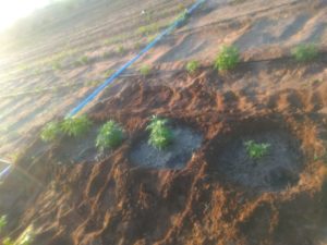 PLANTAÇÃO DE MACONHA 3