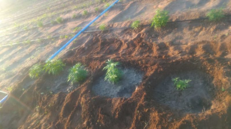 PLANTAÇÃO DE MACONHA 3