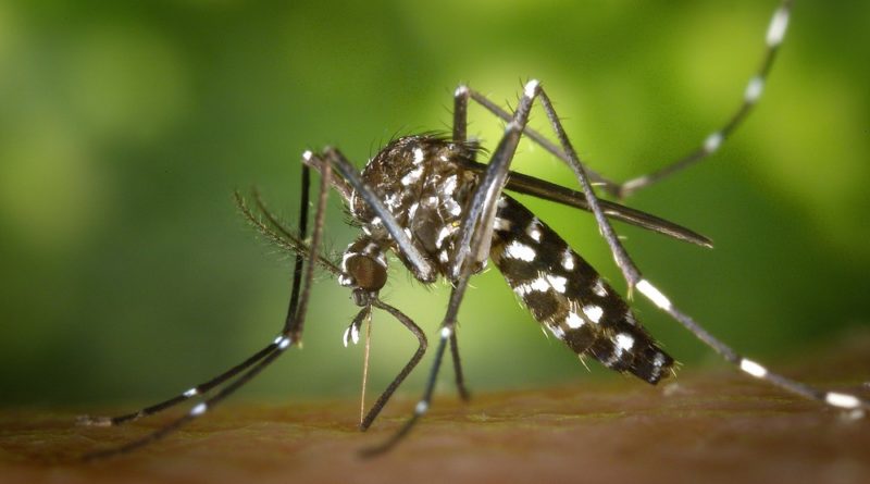 mosquito da dengue