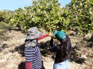 agricultura familiar