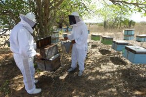 CURSO DE APICULTURA