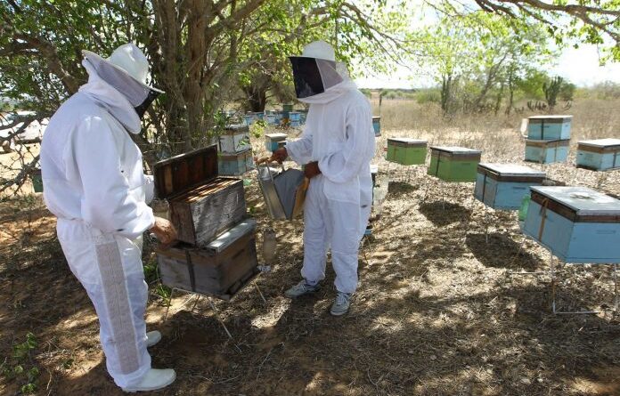 CURSO DE APICULTURA