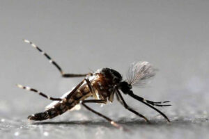 aedes aegypti