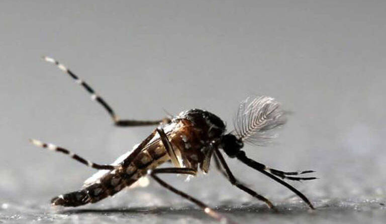 aedes aegypti